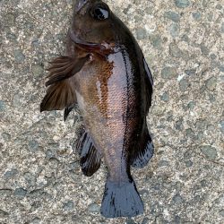 メバリング過去最高釣果